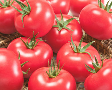 Porter Tomato Seeds